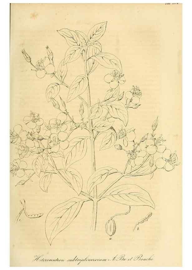 Reproducción/Reproduction 49690755113: Gartenflora.. Erlangen :F. Enke,1852-1940.. 