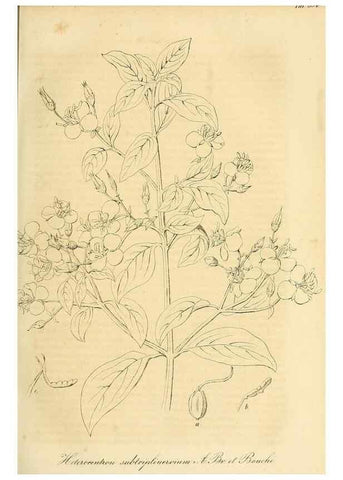 Reproducción/Reproduction 49690755113: Gartenflora.. Erlangen :F. Enke,1852-1940.. 