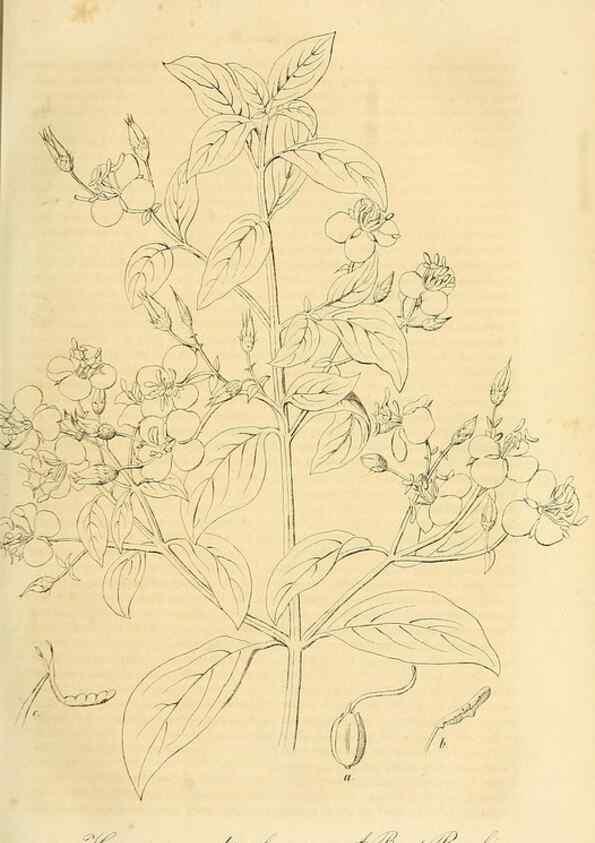 Reproducción/Reproduction 49690755113: Gartenflora.. Erlangen :F. Enke,1852-1940.. 