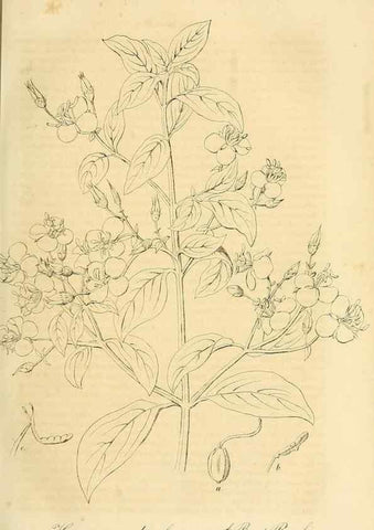Reproducción/Reproduction 49690755113: Gartenflora.. Erlangen :F. Enke,1852-1940.. 