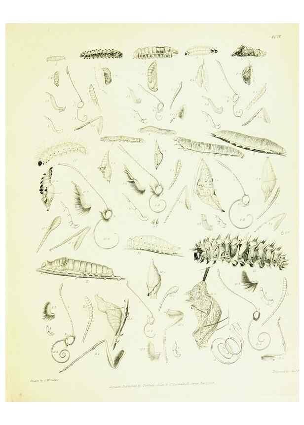 Reproducción/Reproduction 49690662298: A Descriptive catalogue of the lepidopterous insects contained in the Museum of the honourable East-India company,. London,Published by Parbury, Allen, & Co.,1828-29.. 