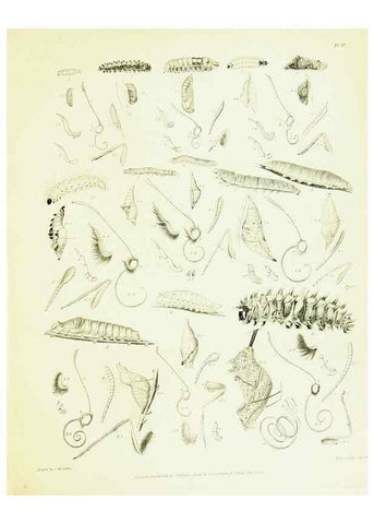 Reproducción/Reproduction 49690662298: A Descriptive catalogue of the lepidopterous insects contained in the Museum of the honourable East-India company,. London,Published by Parbury, Allen, & Co.,1828-29.. 