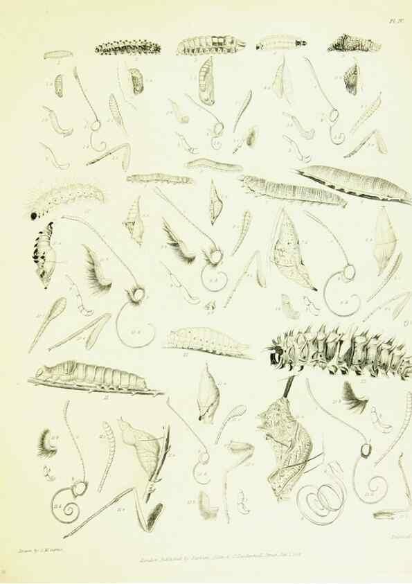 Reproducción/Reproduction 49690662298: A Descriptive catalogue of the lepidopterous insects contained in the Museum of the honourable East-India company,. London,Published by Parbury, Allen, & Co.,1828-29.. 