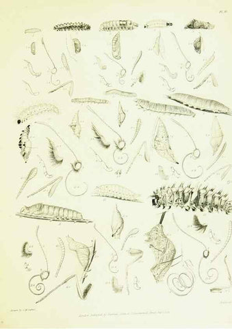 Reproducción/Reproduction 49690662298: A Descriptive catalogue of the lepidopterous insects contained in the Museum of the honourable East-India company,. London,Published by Parbury, Allen, & Co.,1828-29.. 