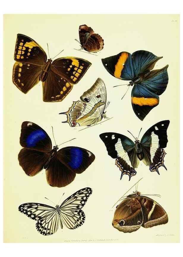 Reproducción/Reproduction 49691198311: A Descriptive catalogue of the lepidopterous insects contained in the Museum of the honourable East-India company,. London,Published by Parbury, Allen, & Co.,1828-29.. 