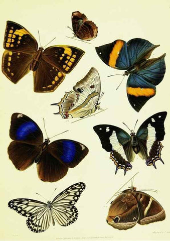 Reproducción/Reproduction 49691198311: A Descriptive catalogue of the lepidopterous insects contained in the Museum of the honourable East-India company,. London,Published by Parbury, Allen, & Co.,1828-29.. 