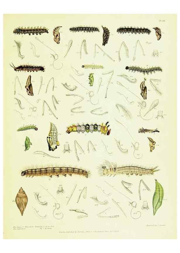 Reproducción/Reproduction 49691198496: A Descriptive catalogue of the lepidopterous insects contained in the Museum of the honourable East-India company,. London,Published by Parbury, Allen, & Co.,1828-29.. 