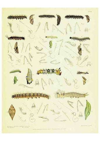 Reproducción/Reproduction 49691198496: A Descriptive catalogue of the lepidopterous insects contained in the Museum of the honourable East-India company,. London,Published by Parbury, Allen, & Co.,1828-29.. 