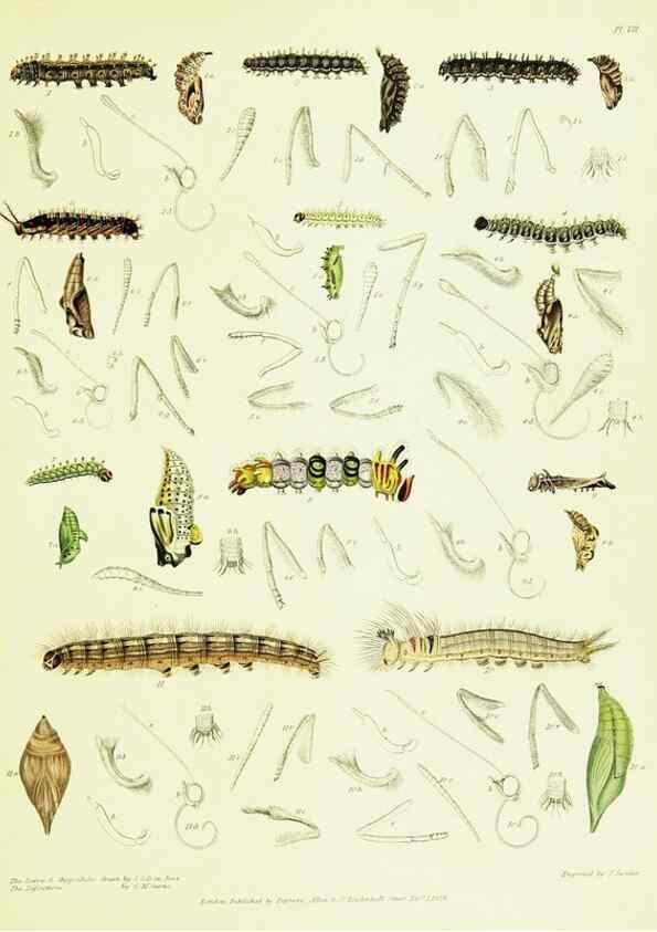 Reproducción/Reproduction 49691198496: A Descriptive catalogue of the lepidopterous insects contained in the Museum of the honourable East-India company,. London,Published by Parbury, Allen, & Co.,1828-29.. 