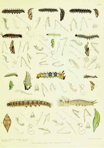 Reproducción/Reproduction 49691198496: A Descriptive catalogue of the lepidopterous insects contained in the Museum of the honourable East-India company,. London,Published by Parbury, Allen, & Co.,1828-29.. 