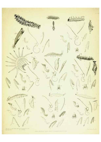 Reproducción/Reproduction 49690663328: A Descriptive catalogue of the lepidopterous insects contained in the Museum of the honourable East-India company,. London,Published by Parbury, Allen, & Co.,1828-29.. 