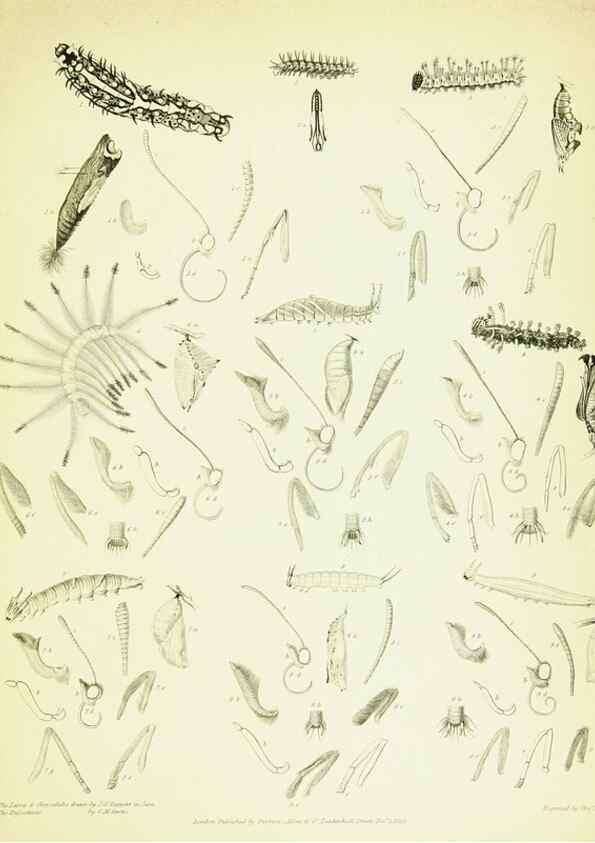 Reproducción/Reproduction 49690663328: A Descriptive catalogue of the lepidopterous insects contained in the Museum of the honourable East-India company,. London,Published by Parbury, Allen, & Co.,1828-29.. 