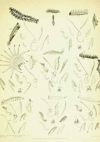 Reproducción/Reproduction 49690663328: A Descriptive catalogue of the lepidopterous insects contained in the Museum of the honourable East-India company,. London,Published by Parbury, Allen, & Co.,1828-29.. 