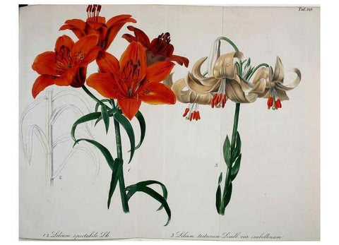 Reproducción/Reproduction 49691597337: Gartenflora.. Erlangen :F. Enke,1852-1940.. 