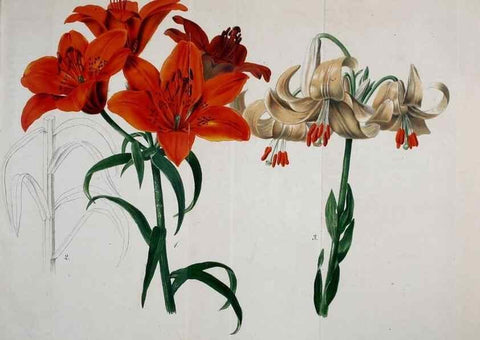 Reproducción/Reproduction 49691597337: Gartenflora.. Erlangen :F. Enke,1852-1940.. 