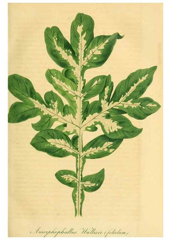 Reproducción/Reproduction 49690753628: Gartenflora.. Erlangen :F. Enke,1852-1940.. 