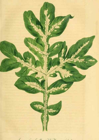 Reproducción/Reproduction 49690753628: Gartenflora.. Erlangen :F. Enke,1852-1940.. 