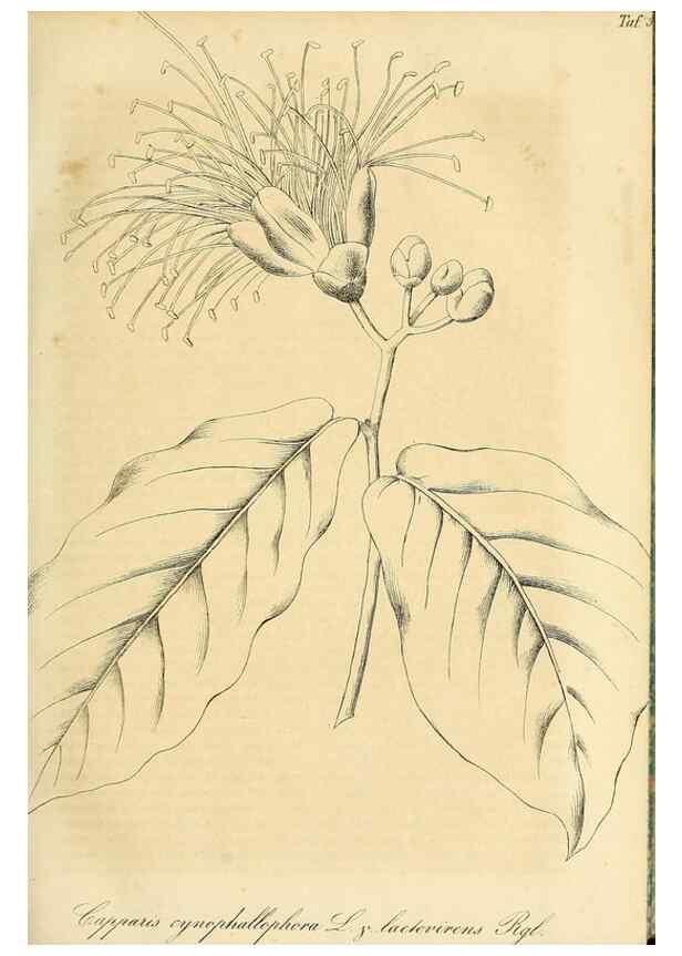 Reproducción/Reproduction 49690753878: Gartenflora.. Erlangen :F. Enke,1852-1940.. 