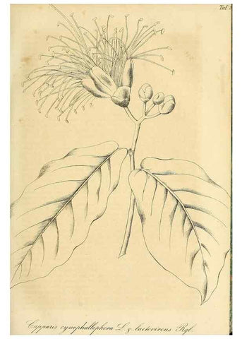 Reproducción/Reproduction 49690753878: Gartenflora.. Erlangen :F. Enke,1852-1940.. 