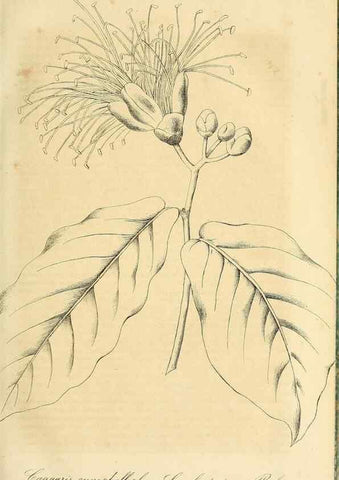 Reproducción/Reproduction 49690753878: Gartenflora.. Erlangen :F. Enke,1852-1940.. 