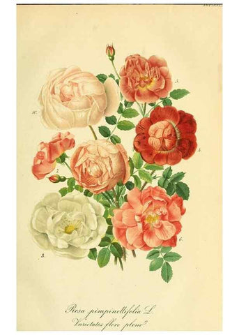 Reproducción/Reproduction 49691598457: Gartenflora.. Erlangen :F. Enke,1852-1940.. 