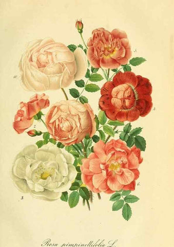 Reproducción/Reproduction 49691598457: Gartenflora.. Erlangen :F. Enke,1852-1940.. 
