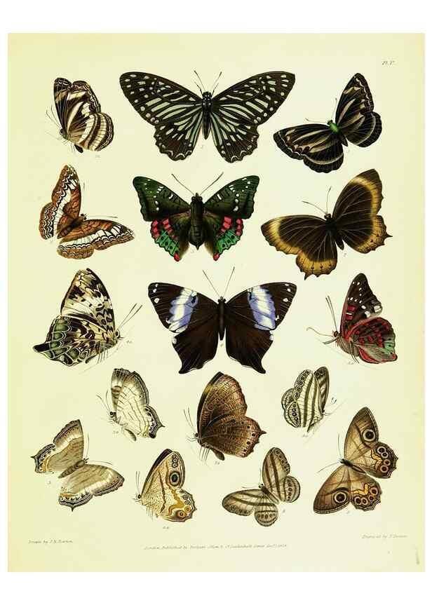 Reproducción/Reproduction 49690662553: A Descriptive catalogue of the lepidopterous insects contained in the Museum of the honourable East-India company,. London,Published by Parbury, Allen, & Co.,1828-29.. 