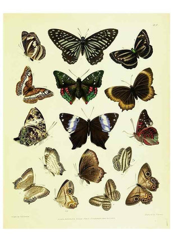 Reproducción/Reproduction 49690662553: A Descriptive catalogue of the lepidopterous insects contained in the Museum of the honourable East-India company,. London,Published by Parbury, Allen, & Co.,1828-29.. 