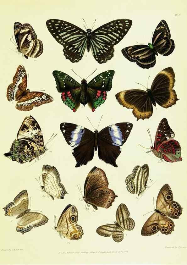 Reproducción/Reproduction 49690662553: A Descriptive catalogue of the lepidopterous insects contained in the Museum of the honourable East-India company,. London,Published by Parbury, Allen, & Co.,1828-29.. 