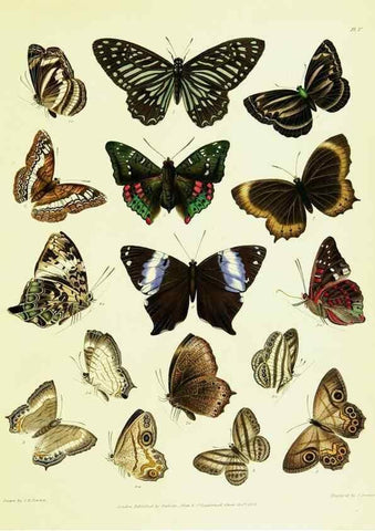 Reproducción/Reproduction 49690662553: A Descriptive catalogue of the lepidopterous insects contained in the Museum of the honourable East-India company,. London,Published by Parbury, Allen, & Co.,1828-29.. 