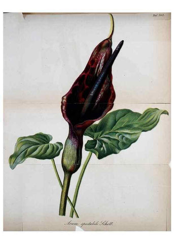 Reproducción/Reproduction 49704990307: Gartenflora.. Erlangen :F. Enke,1852-1940.. 