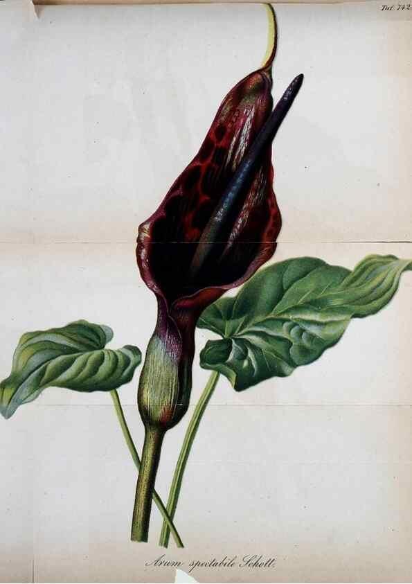 Reproducción/Reproduction 49704990307: Gartenflora.. Erlangen :F. Enke,1852-1940.. 
