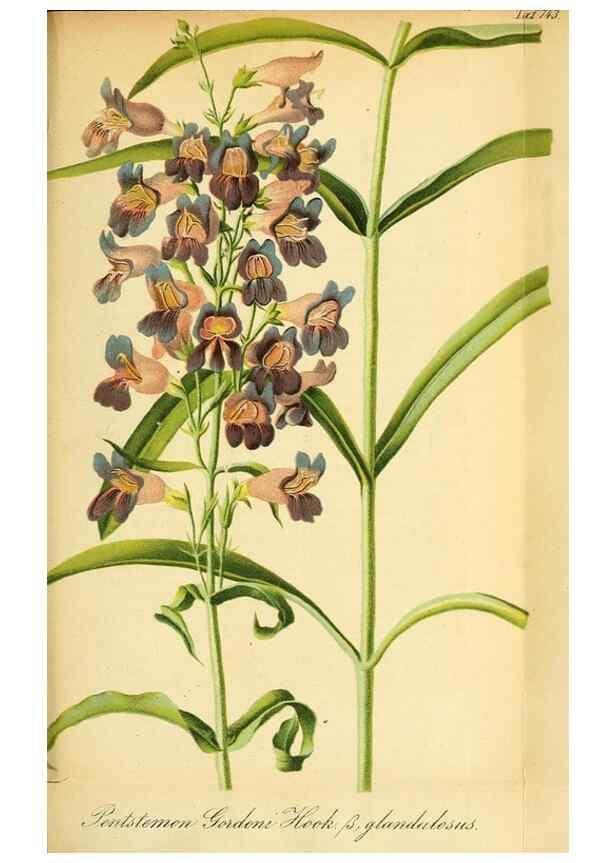 Reproducción/Reproduction 49704671346: Gartenflora.. Erlangen :F. Enke,1852-1940.. 