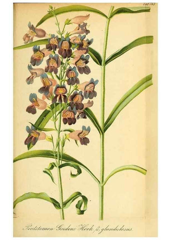 Reproducción/Reproduction 49704671346: Gartenflora.. Erlangen :F. Enke,1852-1940.. 