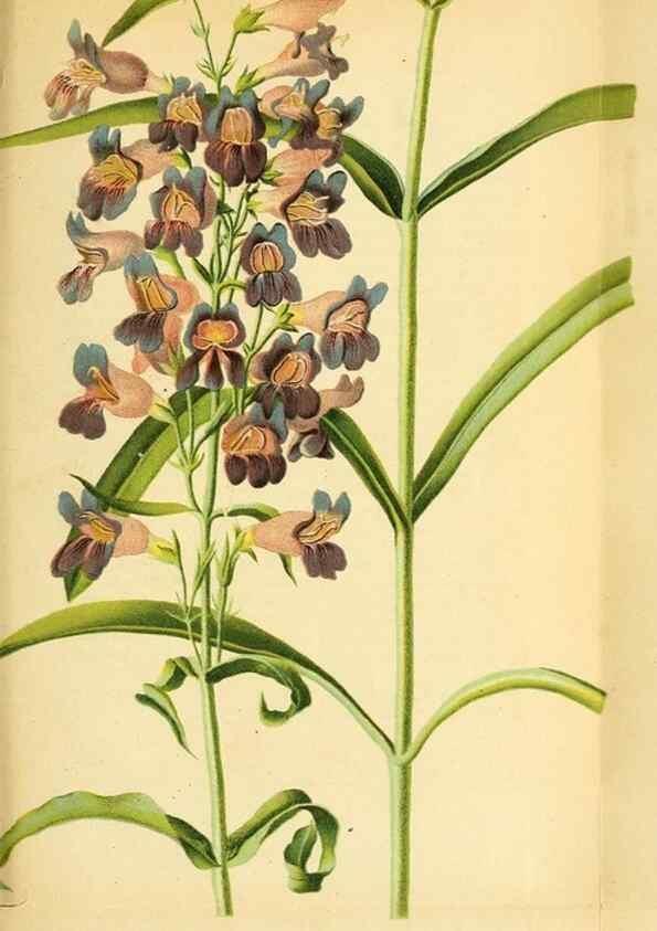 Reproducción/Reproduction 49704671346: Gartenflora.. Erlangen :F. Enke,1852-1940.. 