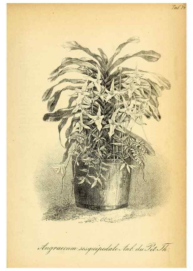Reproducción/Reproduction 49704671631: Gartenflora.. Erlangen :F. Enke,1852-1940.. 
