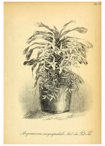 Reproducción/Reproduction 49704671631: Gartenflora.. Erlangen :F. Enke,1852-1940.. 