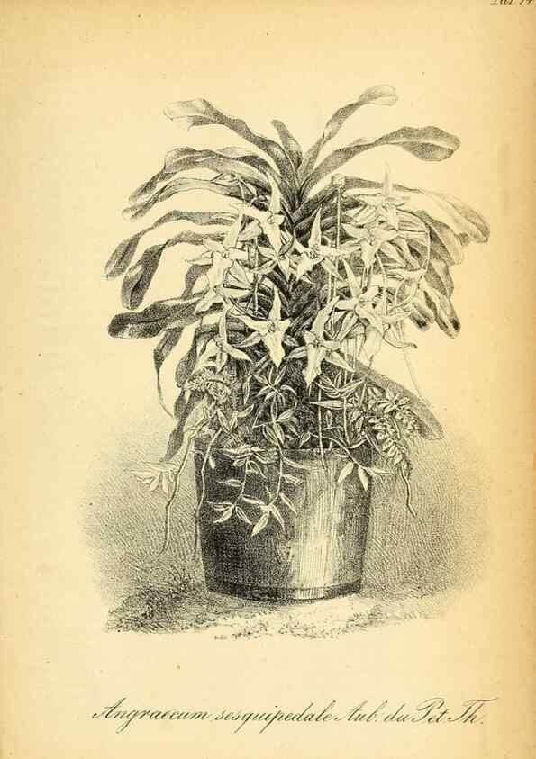 Reproducción/Reproduction 49704671631: Gartenflora.. Erlangen :F. Enke,1852-1940.. 
