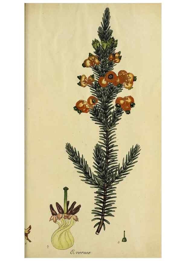 Reproducción/Reproduction 49720204308: The heathery, or, A monograph of the genus Erica :. London :Henry G. Bohn,1845.. 