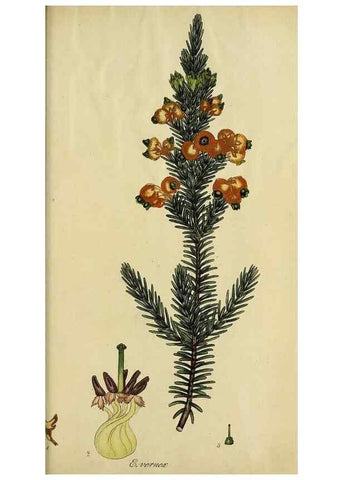 Reproducción/Reproduction 49720204308: The heathery, or, A monograph of the genus Erica :. London :Henry G. Bohn,1845.. 