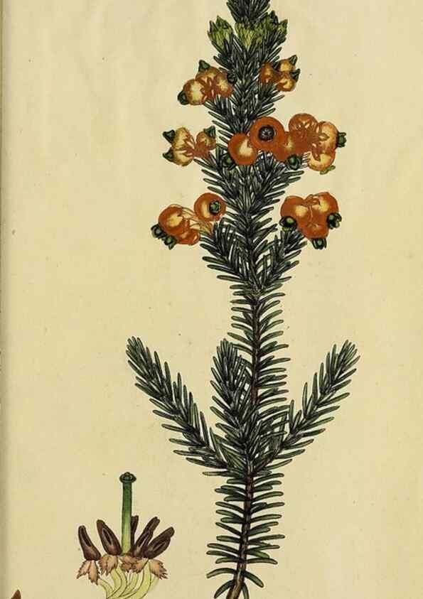 Reproducción/Reproduction 49720204308: The heathery, or, A monograph of the genus Erica :. London :Henry G. Bohn,1845.. 