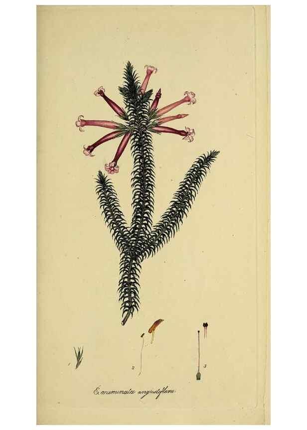 Reproducción/Reproduction 49721317897: The heathery, or, A monograph of the genus Erica :. London :Henry G. Bohn,1845.. 