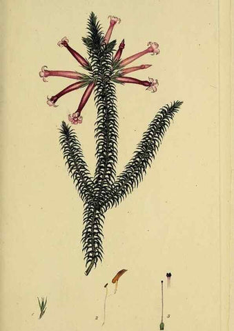 Reproducción/Reproduction 49721317897: The heathery, or, A monograph of the genus Erica :. London :Henry G. Bohn,1845.. 