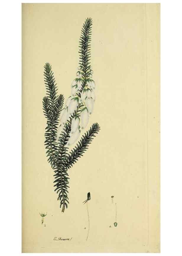 Reproducción/Reproduction 49720466248: The heathery, or, A monograph of the genus Erica :. London :Henry G. Bohn,1845.. 