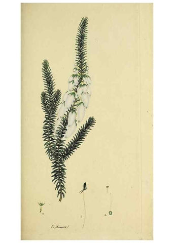Reproducción/Reproduction 49720466248: The heathery, or, A monograph of the genus Erica :. London :Henry G. Bohn,1845.. 