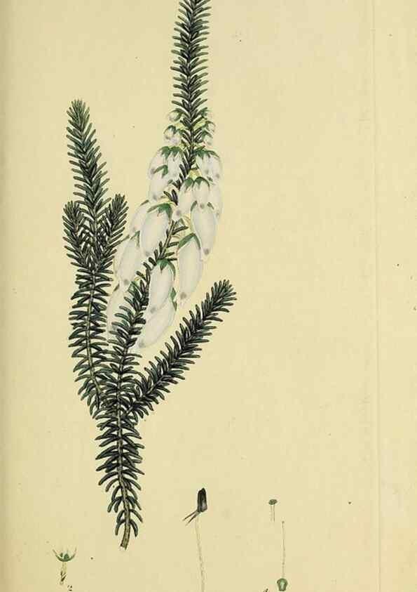 Reproducción/Reproduction 49720466248: The heathery, or, A monograph of the genus Erica :. London :Henry G. Bohn,1845.. 