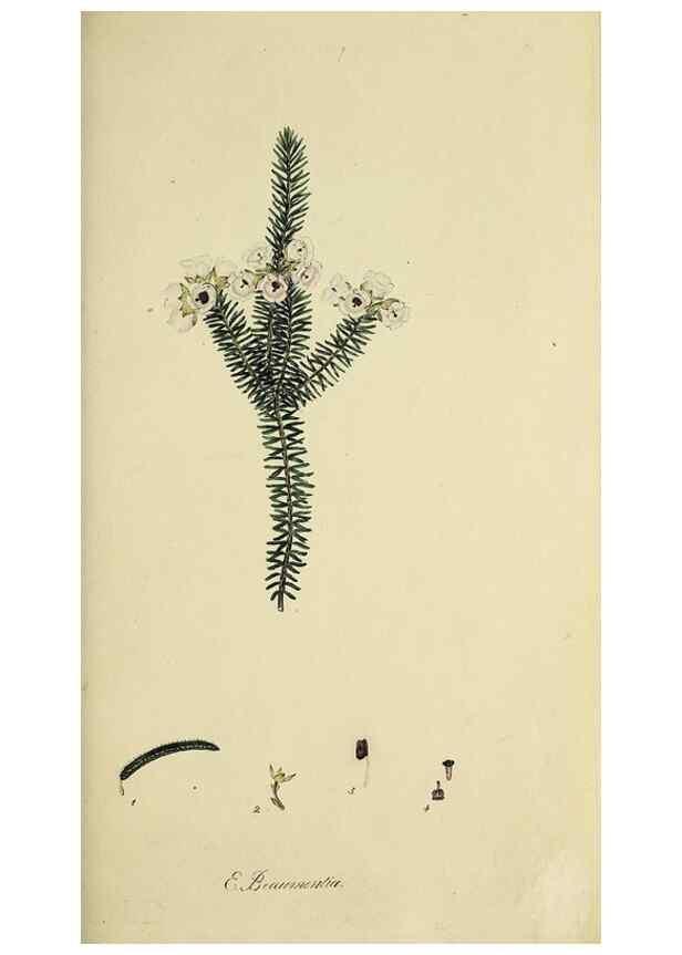 Reproducción/Reproduction 49721004831: The heathery, or, A monograph of the genus Erica :. London :Henry G. Bohn,1845.. 