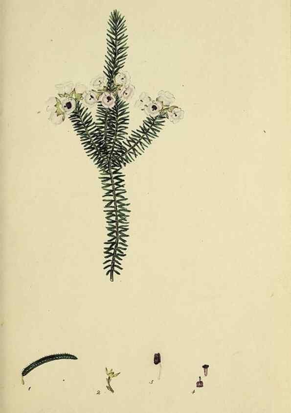 Reproducción/Reproduction 49721004831: The heathery, or, A monograph of the genus Erica :. London :Henry G. Bohn,1845.. 