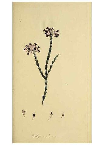 Reproducción/Reproduction 49720466698: The heathery, or, A monograph of the genus Erica :. London :Henry G. Bohn,1845.. 