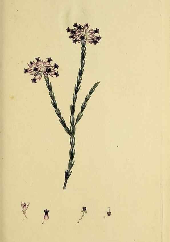 Reproducción/Reproduction 49720466698: The heathery, or, A monograph of the genus Erica :. London :Henry G. Bohn,1845.. 